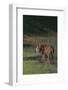 Bengal Tiger Standing in Marsh-DLILLC-Framed Photographic Print