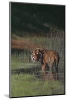 Bengal Tiger Standing in Marsh-DLILLC-Mounted Photographic Print