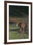 Bengal Tiger Standing in Marsh-DLILLC-Framed Photographic Print