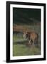 Bengal Tiger Standing in Marsh-DLILLC-Framed Photographic Print