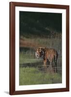 Bengal Tiger Standing in Marsh-DLILLC-Framed Photographic Print