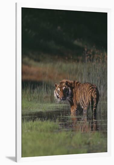 Bengal Tiger Standing in Marsh-DLILLC-Framed Photographic Print