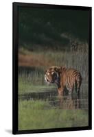 Bengal Tiger Standing in Marsh-DLILLC-Framed Photographic Print