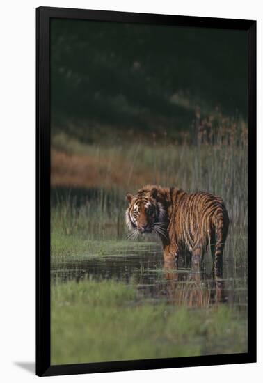 Bengal Tiger Standing in Marsh-DLILLC-Framed Photographic Print