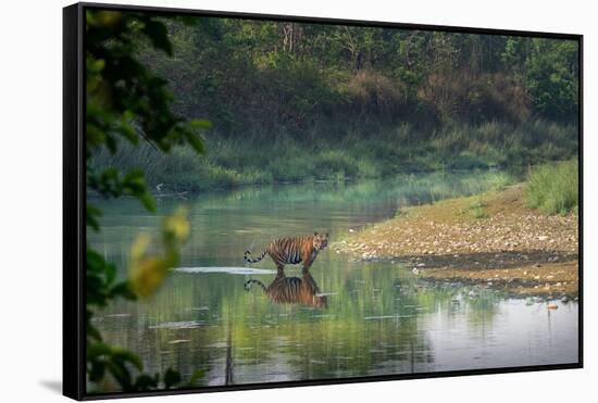bengal tiger standing in river, whipping water with tail, nepal-karine aigner-Framed Stretched Canvas