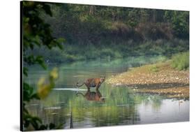 bengal tiger standing in river, whipping water with tail, nepal-karine aigner-Stretched Canvas