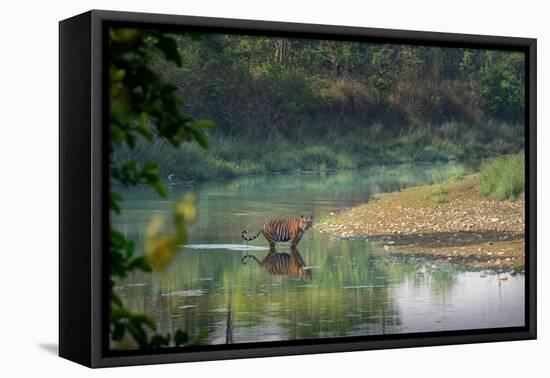 bengal tiger standing in river, whipping water with tail, nepal-karine aigner-Framed Stretched Canvas