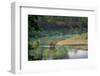 bengal tiger standing in river, whipping water with tail, nepal-karine aigner-Framed Photographic Print