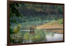 bengal tiger standing in river, whipping water with tail, nepal-karine aigner-Framed Photographic Print