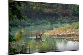 bengal tiger standing in river, whipping water with tail, nepal-karine aigner-Mounted Photographic Print