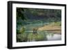 bengal tiger standing in river, whipping water with tail, nepal-karine aigner-Framed Photographic Print