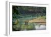 bengal tiger standing in river, whipping water with tail, nepal-karine aigner-Framed Photographic Print