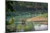 bengal tiger standing in river, whipping water with tail, nepal-karine aigner-Mounted Photographic Print