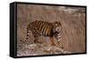 Bengal Tiger Standing on Boulder-DLILLC-Framed Stretched Canvas