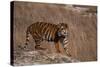 Bengal Tiger Standing on Boulder-DLILLC-Stretched Canvas