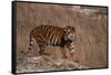 Bengal Tiger Standing on Boulder-DLILLC-Framed Stretched Canvas