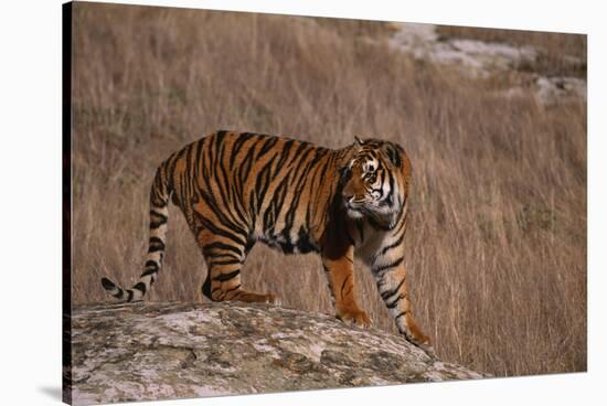 Bengal Tiger Standing on Boulder-DLILLC-Stretched Canvas