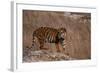 Bengal Tiger Standing on Boulder-DLILLC-Framed Photographic Print