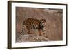 Bengal Tiger Standing on Boulder-DLILLC-Framed Photographic Print