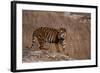 Bengal Tiger Standing on Boulder-DLILLC-Framed Photographic Print