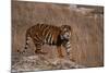 Bengal Tiger Standing on Boulder-DLILLC-Mounted Photographic Print