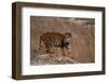 Bengal Tiger Standing on Boulder-DLILLC-Framed Photographic Print