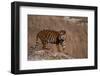 Bengal Tiger Standing on Boulder-DLILLC-Framed Photographic Print