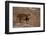 Bengal Tiger Standing on Boulder-DLILLC-Framed Photographic Print