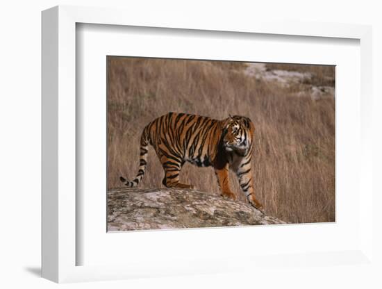 Bengal Tiger Standing on Boulder-DLILLC-Framed Photographic Print