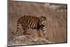 Bengal Tiger Standing on Boulder-DLILLC-Mounted Photographic Print
