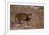 Bengal Tiger Standing on Boulder-DLILLC-Framed Photographic Print