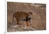 Bengal Tiger Standing on Boulder-DLILLC-Framed Photographic Print