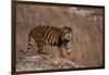 Bengal Tiger Standing on Boulder-DLILLC-Framed Photographic Print