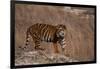 Bengal Tiger Standing on Boulder-DLILLC-Framed Photographic Print