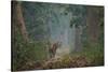 bengal tiger standing on forest path, nepal-karine aigner-Stretched Canvas