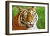 Bengal Tiger Up Close-Lantern Press-Framed Art Print