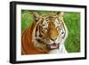 Bengal Tiger Up Close-Lantern Press-Framed Art Print