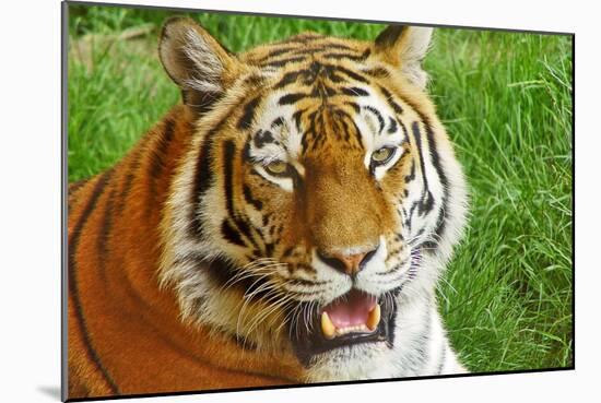 Bengal Tiger Up Close-Lantern Press-Mounted Art Print