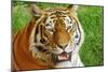 Bengal Tiger Up Close-Lantern Press-Mounted Art Print