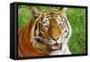 Bengal Tiger Up Close-Lantern Press-Framed Stretched Canvas