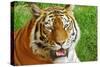 Bengal Tiger Up Close-Lantern Press-Stretched Canvas