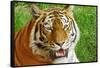 Bengal Tiger Up Close-Lantern Press-Framed Stretched Canvas