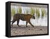 Bengal Tiger Walking by Lake, Ranthambhore Np, Rajasthan, India-T.j. Rich-Framed Stretched Canvas