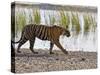 Bengal Tiger Walking by Lake, Ranthambhore Np, Rajasthan, India-T.j. Rich-Stretched Canvas