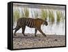 Bengal Tiger Walking by Lake, Ranthambhore Np, Rajasthan, India-T.j. Rich-Framed Stretched Canvas