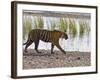 Bengal Tiger Walking by Lake, Ranthambhore Np, Rajasthan, India-T.j. Rich-Framed Photographic Print