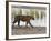 Bengal Tiger Walking by Lake, Ranthambhore Np, Rajasthan, India-T.j. Rich-Framed Photographic Print