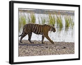 Bengal Tiger Walking by Lake, Ranthambhore Np, Rajasthan, India-T.j. Rich-Framed Photographic Print