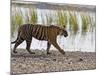 Bengal Tiger Walking by Lake, Ranthambhore Np, Rajasthan, India-T.j. Rich-Mounted Photographic Print