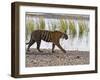 Bengal Tiger Walking by Lake, Ranthambhore Np, Rajasthan, India-T.j. Rich-Framed Photographic Print